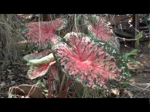 Video: Caladium (33 Fotos): Pleje Af En Blomst Derhjemme, En Beskrivelse Af Plantearter. Regler For Dyrkning Af Caladium Udendørs