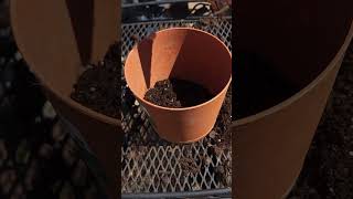Introducing The Deathmatch Pumpkins #garden #gardening Introducing The Deathmatch Pumpkins #garden #gardening
