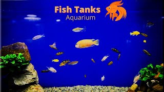 Aquarium 4kVideo with Relaxing music..... احواض الاسماك مع موسيقى هادئة تساعد على الاسترخاء