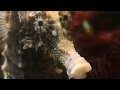 10 FASCINATING SEAHORSE FACTS!