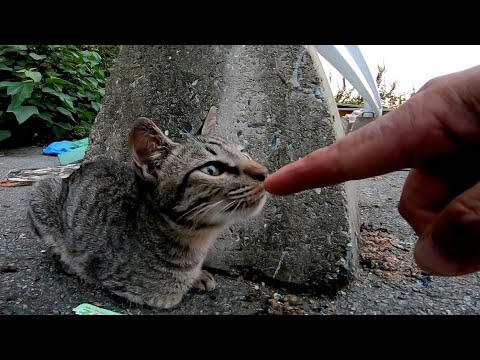 空地で見掛けた野良子猫、そ～っと近づいてナデナデしてみた