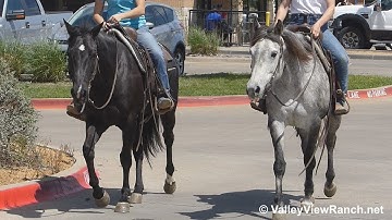 Sixgun Pistol and KM Blackwater Cat - riding in town! - ValleyViewRanch.net