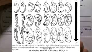 Evolution Study Guide Review