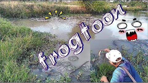 Lure cá lóc || frog toon v3 || Fishing lure