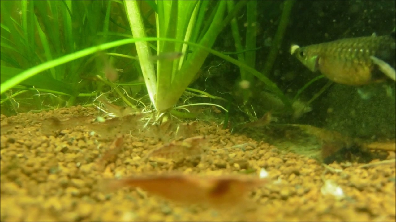 Repas Guppy Et Crevettes Red Cherry Granules Youtube