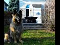 German shepherd barely puts up with the drone