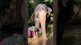 Elephant Protects Human Like Family 🐘❤️ #AnimalBond  #elephantconservation