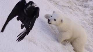 ホッキョクグマの赤ちゃん カラスに遭遇~Polar Bears Baby encountered the Crow