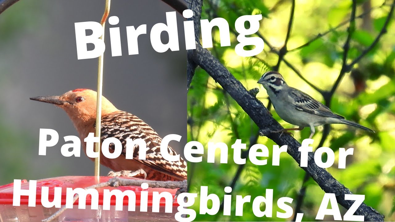 Birding Paton Center for Hummingbirds in Patagonia, AZ. Buntings, Sparrows and a Lifer