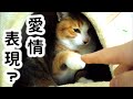 【野良猫から５カ月経過】三毛猫ゆきちが見せてくれた愛情表現的なもの