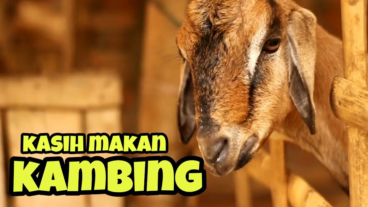  Kambing  Lucu  video hewan  kambing  YouTube
