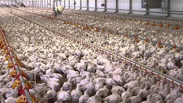 Some Vaccines Support Evolution of More-Virulent Viruses: Video