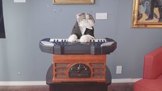 Classical Choir Cats - Aaron's Animals