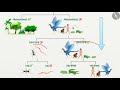 Unraveling Evolution: Traits and Biodiversity