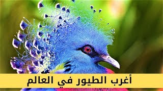 أغرب أنواع الطيور في العالم !!!