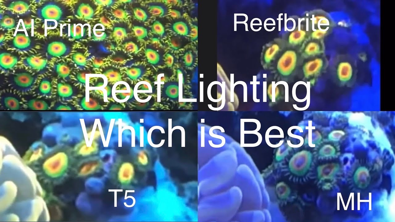 T5 Reef Tank Lighting Performance Comparison