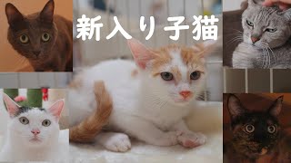 保護猫の子猫を引き取った初日の猫達全員の反応がこちら