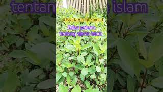 ustadz Abdul Somad #ustadabdussomad #sholawat #doa #nasehatasatidz