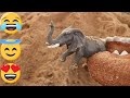 Fun Dinosaurs Toys For Kids - ไดโนเสาร์หาสัตว์ - Anak Baik -