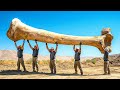 L'animale più pesante di sempre era nascosto in bella vista