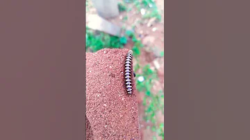 Millipede Part 41 Short 