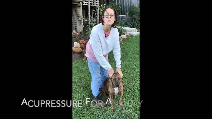 The top acupressure point for calming an anxious and stressed dog