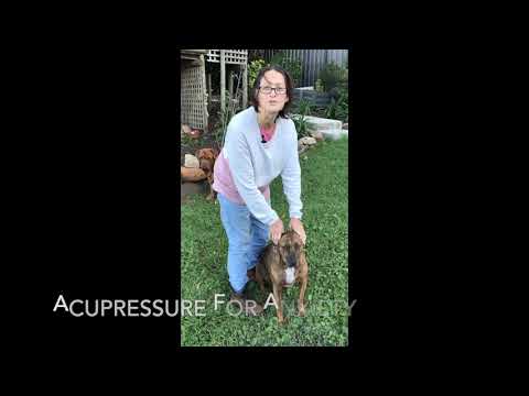 Videó: Stressz modulok és akupresszúra kutyák számára