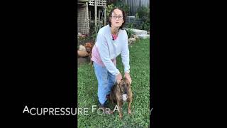 The top acupressure point for calming an anxious and stressed dog