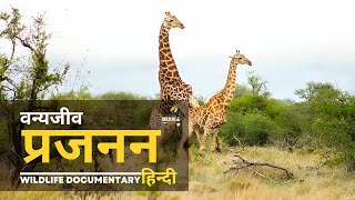 वन्यजीव प्रजनन - हिन्दी डॉक्यूमेंट्री | Wildlife documentary in Hindi