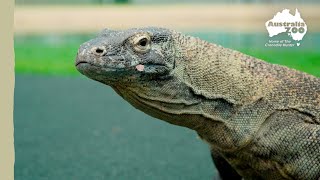Working with the worlds largest lizard! | Australia Zoo Life