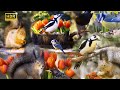 Cat tv bird and squirrel spring vibes compilation10 hrs 4kr no ads