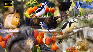 Cat TV: Bird and Squirrel Spring Vibes Compilation🌻🐦10 hrs (4K HDR) No Ads by Red Squirrel Studios 36,031 views 2 months ago 10 hours