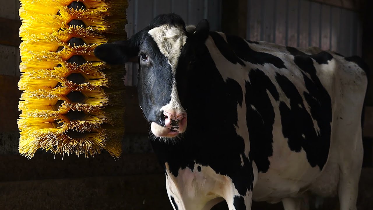 EasySwing Cow Brushes YouTube