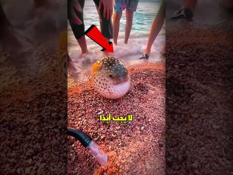 خطورة حمل سمكة الفوج بدون علم