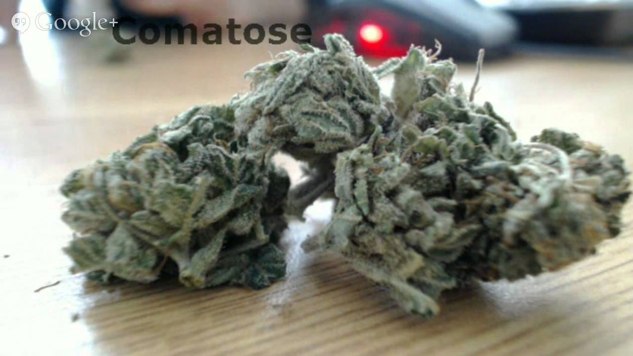 Canadian Trendys LIVE test