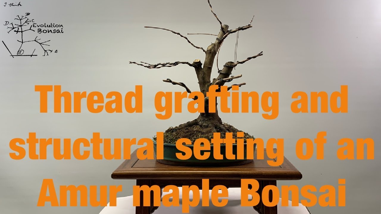 Thread grafting and setting the structure of an Amur maple bonsai