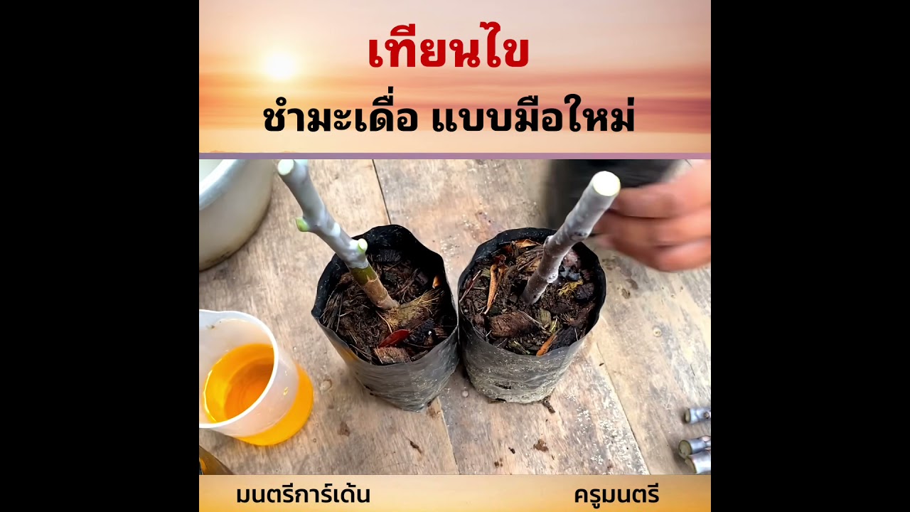 #ชำมะเดื่อเทียนไข