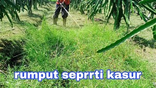 HASIL MESIN RUMPUT DI KEBUN NAGA SEPERTI LAPANGAN BOLA