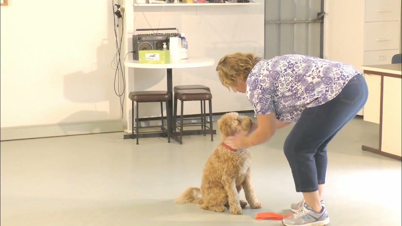 Manu Dog Obedience Training at Animal Stars YouTube