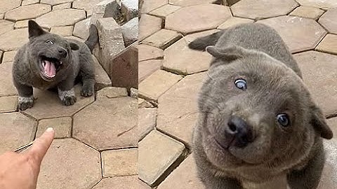 IDOL Dúi Part 2 || Ra MV chúc mừng 10/3 cực cháy || Gấu Mèo Bắc Mỹ_Nguyễn Văn Dúi