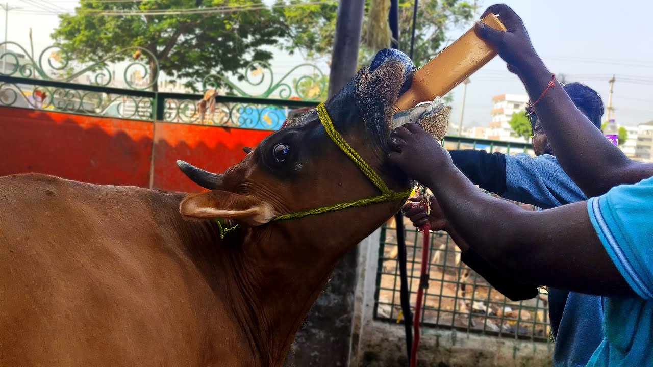 Cow Video | Bufzone Powder | Treatment For Gas Trouble & Indigestion of ...