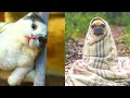 🤣🤣 Funny Pets Videos Compilation Try Not to Laugh Challenge 2021 🐶 Cute Animals 🐱 Dogs and Cats