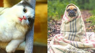 🤣🤣 Funny Pets Videos Compilation Try Not to Laugh Challenge 2021 🐶 Cute Animals 🐱 Dogs and Cats