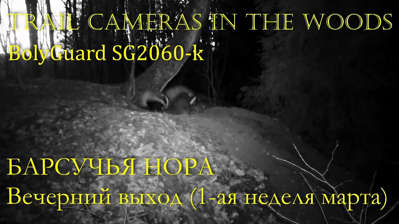 БАРСУЧЬЯ НОРА Вечерний выход зверей - YouTube