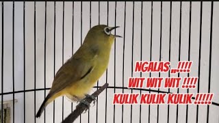 Paling cepat di tirukan semua jenis pleci, pleci Ngalas nembak WIT wit Kulik kulik