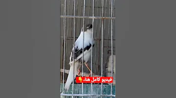 اذا ريت انثى الكناري تخرج هاذا الصوت فعرف انهى تريد التزاوج 
