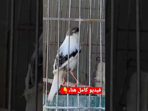 اذا ريت انثى الكناري تخرج هاذا الصوت فعرف انهى تريد التزاوج