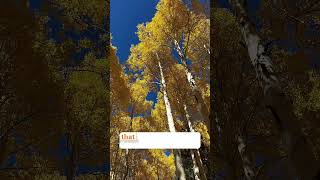 You Wont Believe These Den Trees In Flagstaff