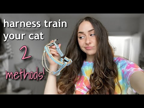 Video: How To Train A Cat To Use A Harness