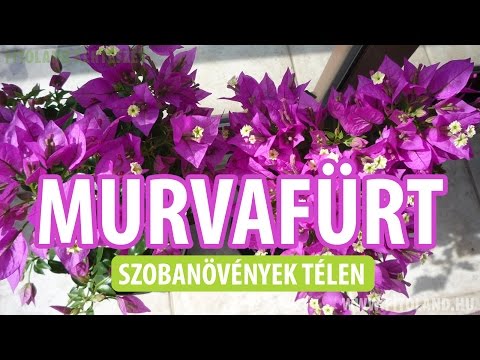 Videó: A Bougainvillea növény téliesítése – Hogyan ápoljuk a Bougainvillea növényeket télen